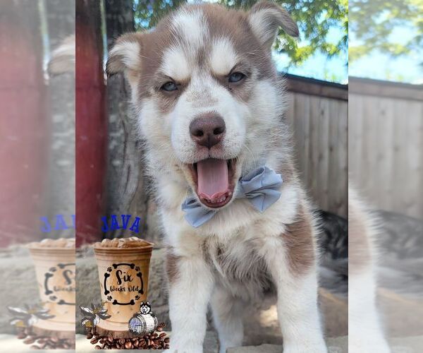 Medium Photo #2 Siberian Husky Puppy For Sale in SHERWOOD, OR, USA