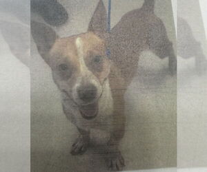 Mason 41640 2406-147 - Male Chihuahua-Unknown Mix Dog for Adoption - Photo #2