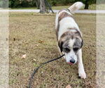 Small #1 Anatolian Shepherd Mix