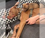 Small #3 American Pit Bull Terrier-Huskies  Mix