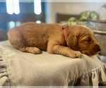 Puppy Red Boy Golden Retriever