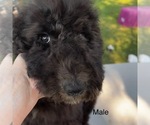 Puppy Male black Sheepadoodle