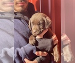 Small #14 Labrador Retriever