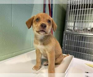 Labrador Retriever-Unknown Mix Dogs for adoption in Grand Prairie, TX, USA