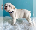 Small Photo #2 French Bulldog Puppy For Sale in CENTERVILLE, UT, USA