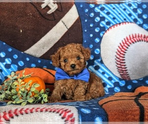 Poodle (Toy) Puppy for sale in PARADISE, PA, USA