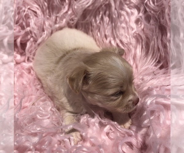 Medium Photo #7 Chihuahua Puppy For Sale in SHERMAN, TX, USA