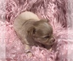 Small #6 Chihuahua