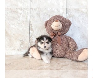 Pomsky Puppy for sale in CLEVELAND, NC, USA