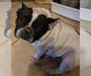French Bulldog Dogs for adoption in San Antonio, TX, USA