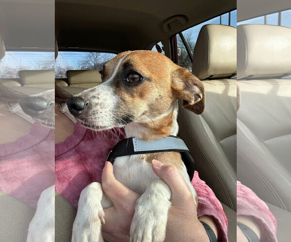 Medium Photo #3 Jack Chi Puppy For Sale in Germantown, OH, USA