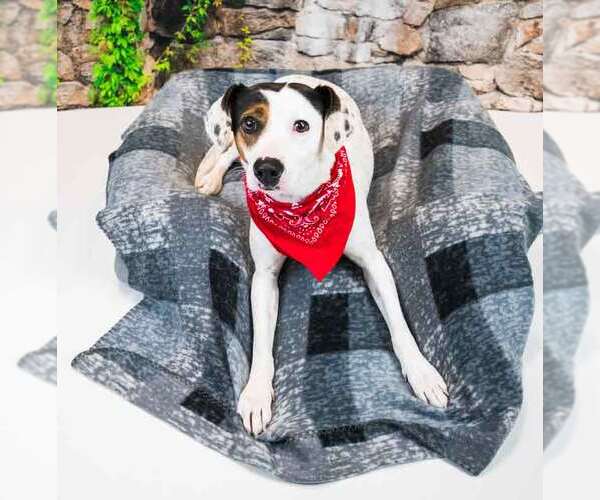 Medium Photo #3 Mutt Puppy For Sale in Kennesaw, GA, USA