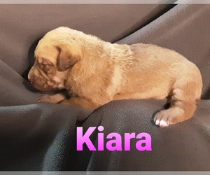 Catahoula Leopard Dog-Poodle (Standard) Mix Puppy for sale in JACKSONVILLE, NC, USA