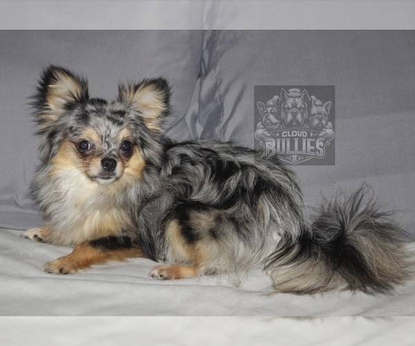 Medium Photo #1 Chihuahua Puppy For Sale in LORIS, SC, USA