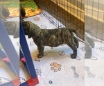 Small Photo #3 Mastiff Puppy For Sale in SUGAR LAND, TX, USA