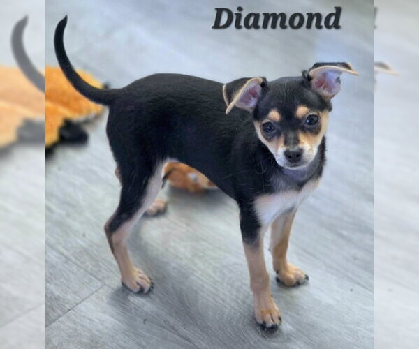 Medium Photo #2 Doxie-Pin Puppy For Sale in Chino Hills, CA, USA