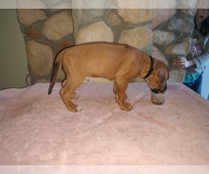 Rhodesian Ridgeback Puppy for Sale in CHILOQUIN, Oregon USA