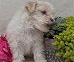Small #12 Havanese