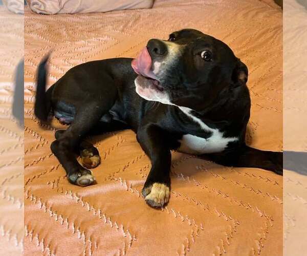 Medium Photo #32 American Pit Bull Terrier-Labrador Retriever Mix Puppy For Sale in OKLAHOMA CITY, OK, USA