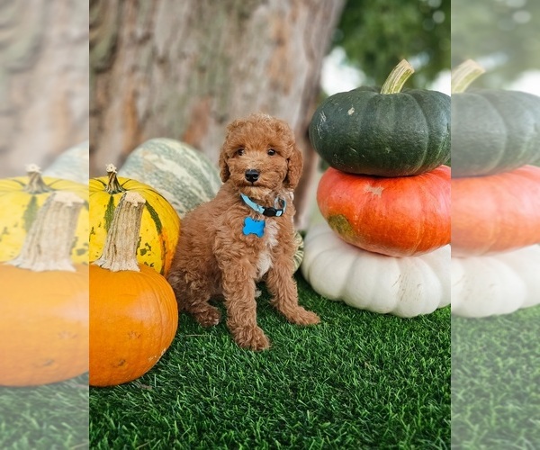 Medium Photo #7 Poodle (Standard) Puppy For Sale in INDIANAPOLIS, IN, USA