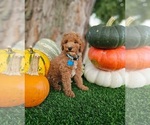 Small #6 Poodle (Standard)