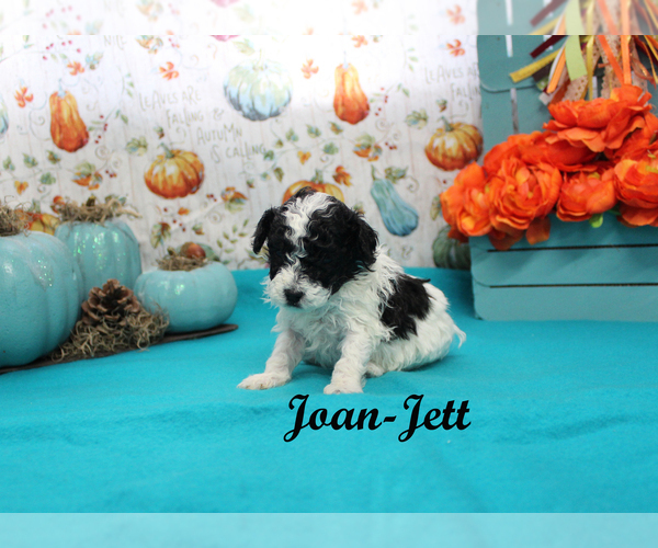Medium Photo #11 Poodle (Toy) Puppy For Sale in CHANUTE, KS, USA