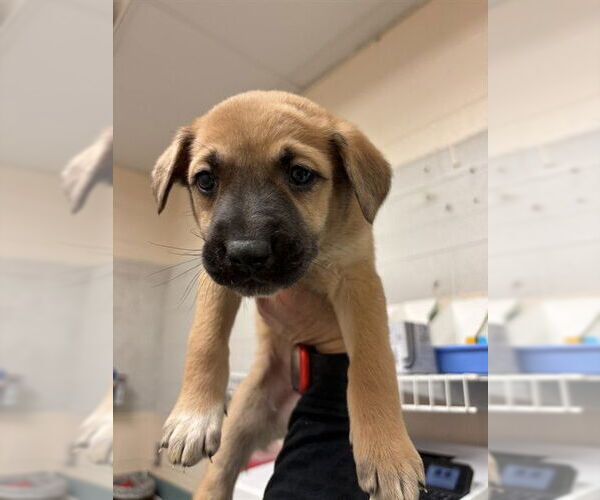 Medium Photo #1 Mutt Puppy For Sale in Oklahoma City, OK, USA