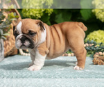 Small Photo #18 English Bulldog Puppy For Sale in MILLERSBURG, OH, USA
