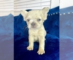 Small #4 French Bulldog