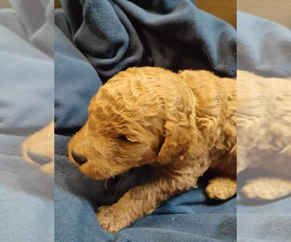 Medium Photo #2 Poodle (Standard) Puppy For Sale in ROCKY MOUNT, VA, USA