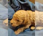 Small Photo #2 Poodle (Standard) Puppy For Sale in ROCKY MOUNT, VA, USA
