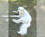 Small #10 Great Pyrenees