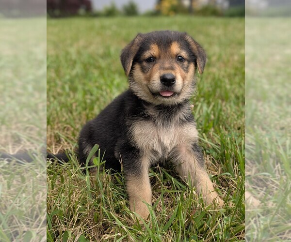 Medium Photo #1 German Shepherd Dog Puppy For Sale in WOODBURN, KY, USA