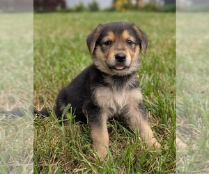 German Shepherd Dog Puppy for sale in WOODBURN, KY, USA