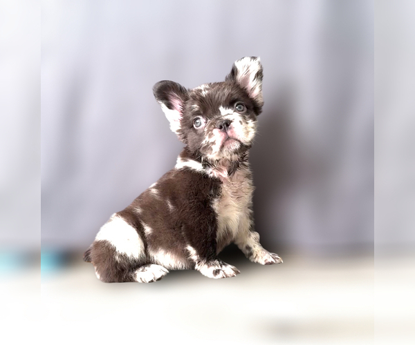 Medium Photo #12 French Bulldog Puppy For Sale in PALMDALE, CA, USA