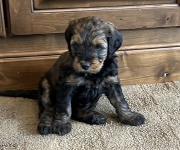 Medium Photo #6 Bernedoodle (Miniature) Puppy For Sale in HENDERSON, CO, USA