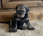 Small #5 Bernedoodle (Miniature)
