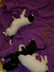 Mother of the Great Dane puppies born on 09/03/2018