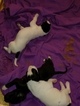 Small Photo #1 Great Dane Puppy For Sale in WATERFORD, CA, USA