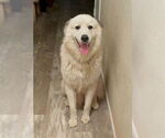 Small Great Pyrenees