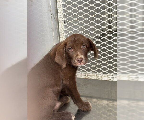 Medium Photo #1 Catahoula Leopard Dog-Unknown Mix Puppy For Sale in Bakersfield, CA, USA