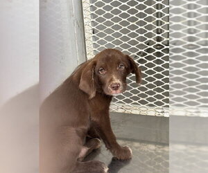 Catahoula Leopard Dog-Unknown Mix Dogs for adoption in Bakersfield, CA, USA