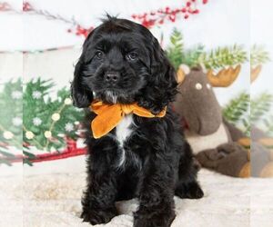 Cocker Spaniel Puppy for sale in PALMER, AK, USA