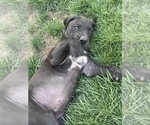 Small Photo #7 Great Dane Puppy For Sale in MOSES LAKE, WA, USA