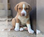 Small #1 Labrador Retriever Mix