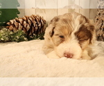 Small Photo #10 Aussiedoodle Miniature  Puppy For Sale in STAFFORD, VA, USA