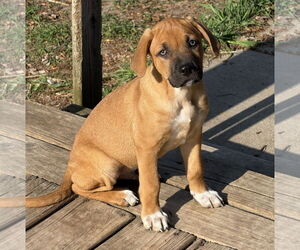 Mutt Dogs for adoption in Brooklyn Center, MN, USA