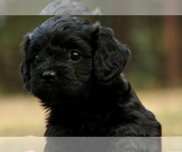 Medium Photo #1 Cavapoo Puppy For Sale in HOLDEN, MO, USA