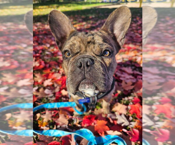 Medium Photo #1 French Bulldog Puppy For Sale in Brights Grove, Ontario, Canada