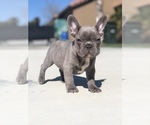 Image preview for Ad Listing. Nickname: Frenchie
